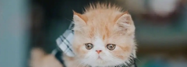 猫咪缺爱怎么办-猫咪缺爱表现