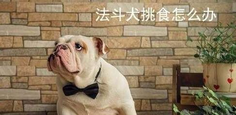 我家狗狗法斗挑食怎么办,法斗身上突然起好多包