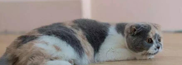折耳猫为什么会有骨软骨病-折耳猫有什么缺陷