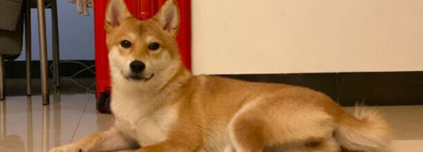 土狗可能会生出宠物狗吗-柴犬可以当土狗养么 土狗可能会生出宠物狗吗-柴犬可以当土狗养么