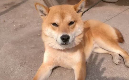 狗狗刨地是什么意思,柴犬为什么要刨地