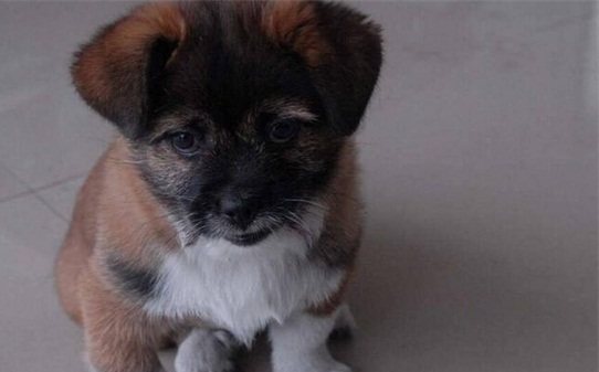 如何训练土狗当猎犬,土狗怎么训练