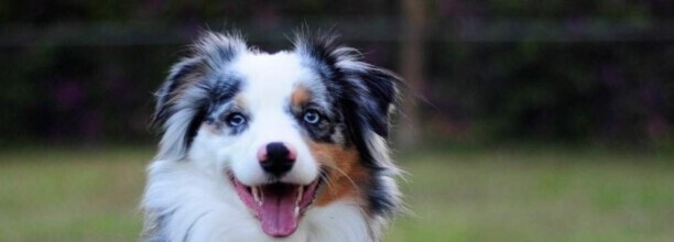 德牧喜欢吃什么,牧羊犬喜欢吃什么