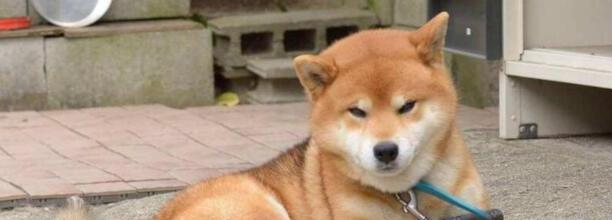 柴犬几月份掉毛严重,柴犬每年几月份掉毛