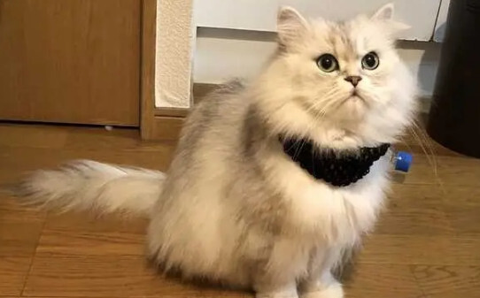 猫咪白天睡觉晚上蹦迪咋办,猫咪晚上闹腾怎么办