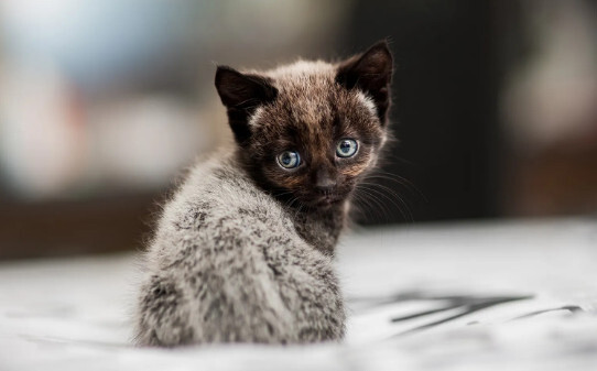 母猫不粘人,为什么公猫粘人母猫不粘人