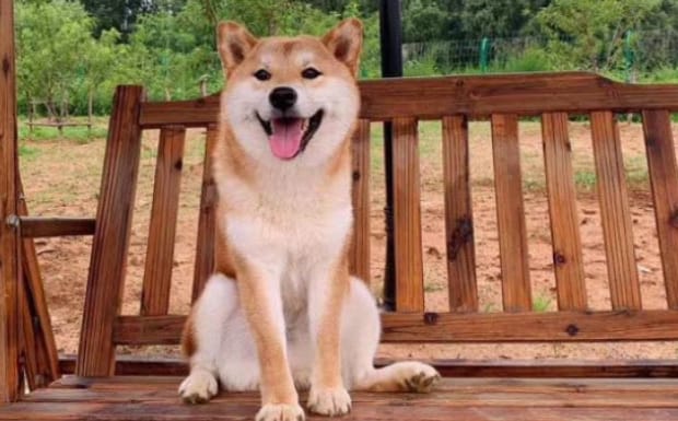 柴犬为什么养不熟-柴犬为什么不喜欢被抱 柴犬为什么养不熟-柴犬为什么不喜欢被抱