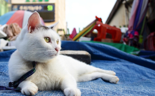 猫咪最怕什么东西,猫最怕的七种东西