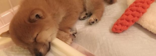 小狗睡觉为何一抖一抖的,小狗睡觉一抽一抽的怎么回事