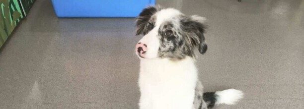 训狗知识,狗狗不听话怎么训练 训狗知识,狗狗不听话怎么训练