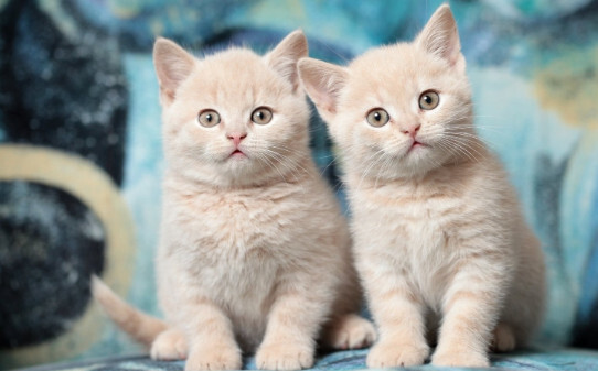 猫可以吃酸奶吗,猫能喝酸奶不