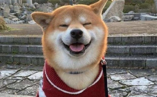 训白柴犬的十句口诀-怎样训练柴犬