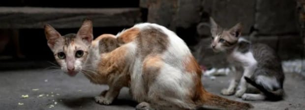 不喂猫咪粮食它会不会离家出走,突然不喂流浪猫了会饿死吗