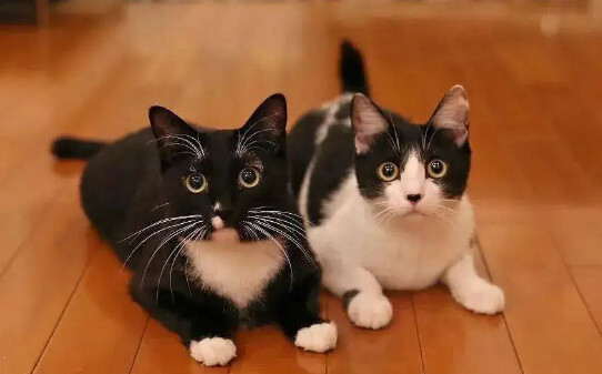 狸花猫在古代叫什么-猫界二哈是哪种猫