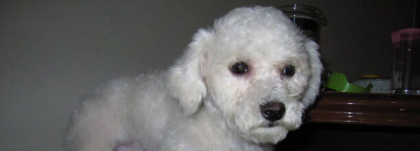 如何样然比熊犬不到处乱拉屎,比熊乱拉屎怎么办