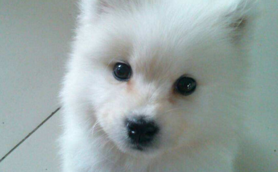 怎么训练萨摩耶犬