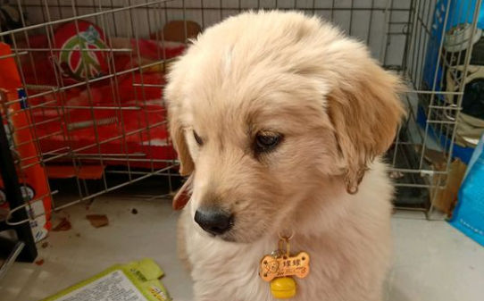 训练金毛的十大技巧,如何训练金毛犬