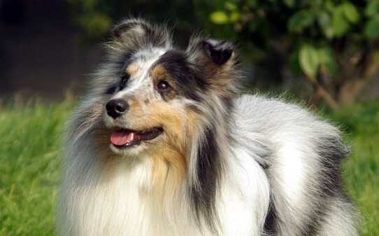 德牧喜欢吃什么,牧羊犬喜欢吃什么