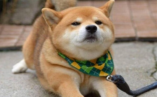 训白柴犬的十句口诀-怎样训练柴犬