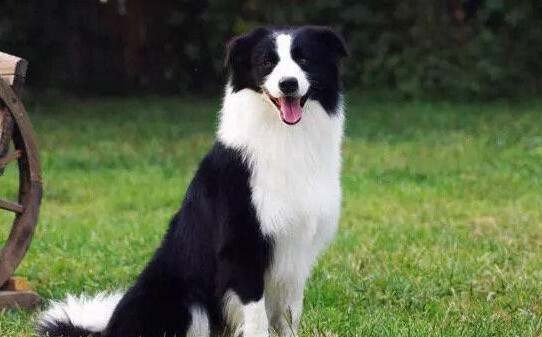 牧羊犬多大开始训练,边境牧羊犬怎么教育 牧羊犬多大开始训练,边境牧羊犬怎么教育