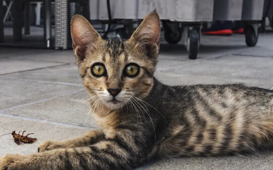 猫抓蟑螂吃蟑螂咋办-猫吃了蟑螂怎么办