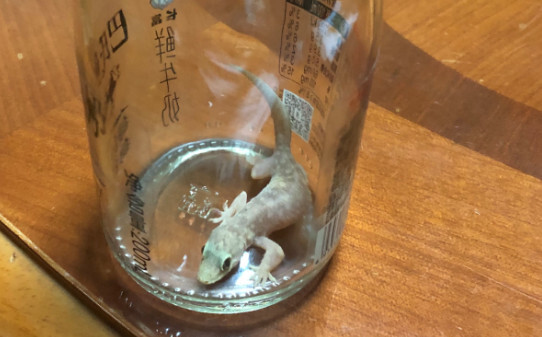 家里发现有壁虎好吗,壁虎在家里是什么征兆