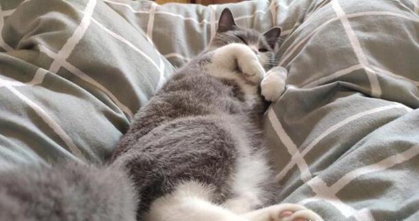 猫咪喜欢吃哪些食物,猫一般吃什么食物