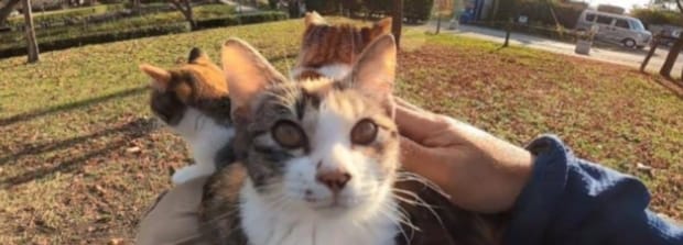猫很怕人无法接近咋办-猫怕人不敢与人亲近怎么办