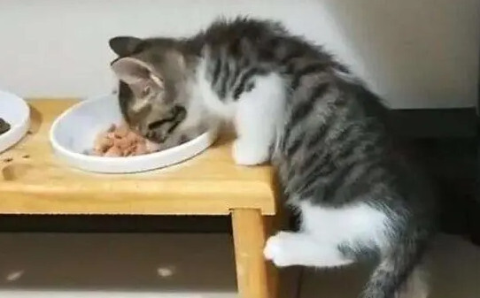 猫吃大虾好吗,猫咪可以吃虾肉吗