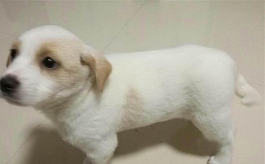 40天的幼犬如何训练-土狗怎么训练才听话 40天的幼犬如何训练-土狗怎么训练才听话