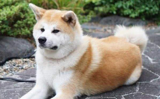 秋田犬的优点以及缺点,秋田犬怎么训练不乱吃东西 秋田犬的优点以及缺点,秋田犬怎么训练不乱吃东西