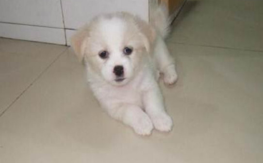金毛犬串串智商高吗，串串狗智商相当于几岁