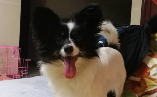 怎样喂养蝴蝶犬怎么训练