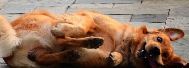 怎么教狗狗装死-正确训练狗狗的技巧 怎么教狗狗装死-正确训练狗狗的技巧