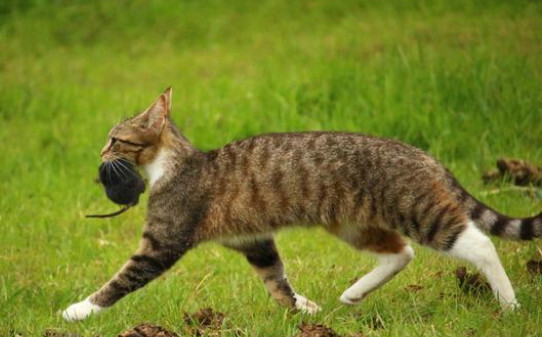 猫喜欢抓老鼠的原因-猫为什么天生就抓老鼠