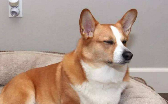 柯基犬如何训练才能听话-怎么训练柯基犬