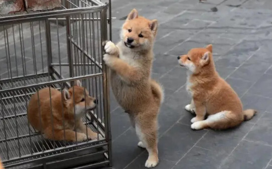 柴犬分几种,柴犬的五个种类 柴犬分几种,柴犬的五个种类