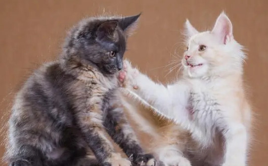 猫咪可以憋尿几个小时,猫晚上能憋住大小便吗