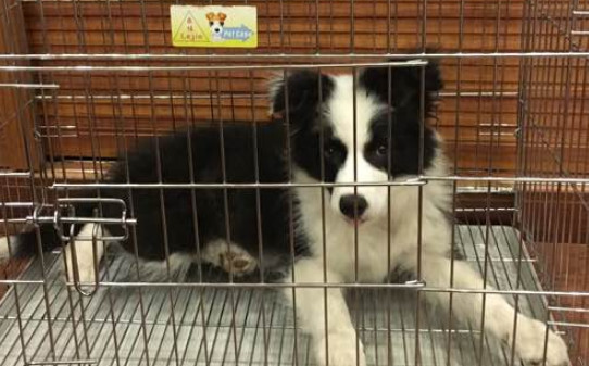 犬瘟热的诊断要点有哪些-犬瘟症状怎么治疗方法 犬瘟热的诊断要点有哪些-犬瘟症状怎么治疗方法