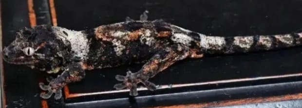 黑生物介绍,黑夜守宫是什么品种