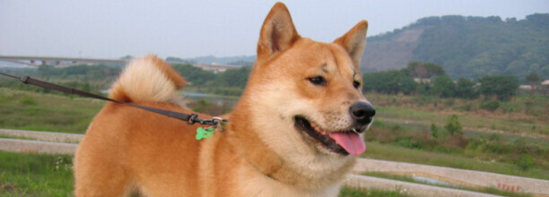 柴犬为什么养不熟-柴犬为什么不喜欢被抱 柴犬为什么养不熟-柴犬为什么不喜欢被抱