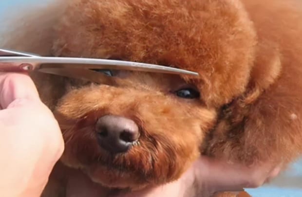 狗狗眼泪痕如何消除,小狗眼睛流眼泪泪痕太重怎么办