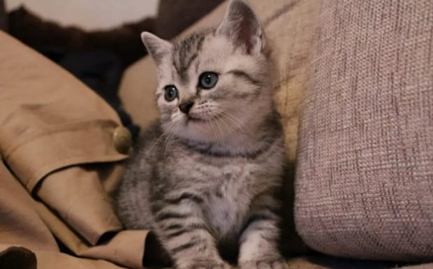 一只想飞的猫会干什么，小猫会干什么