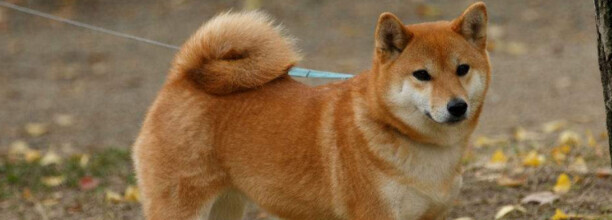 养柴犬的好处和坏处-柴犬优缺点