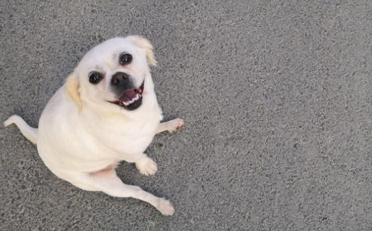 泰迪犬一天多没大便了有问题吗,狗出门一小时不拉屎 泰迪犬一天多没大便了有问题吗,狗出门一小时不拉屎
