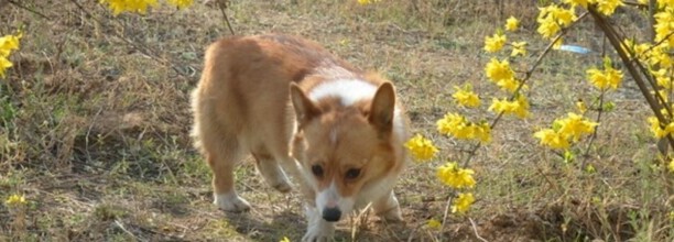 柯基犬断尾的标准