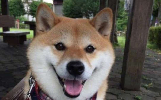 柴犬圆脸和尖脸如何区别,怎么判断柴犬圆脸和尖脸
