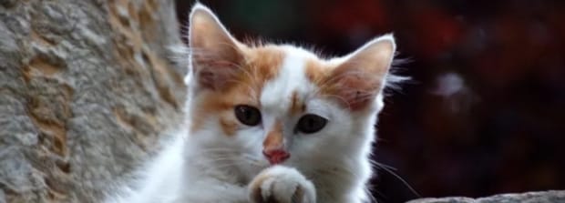 猫咪可以憋尿几个小时,猫晚上能憋住大小便吗
