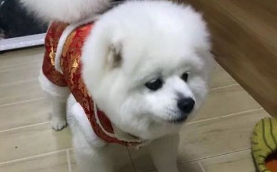 狗狗呕吐如何回事,狗狗反刍是怎么回事