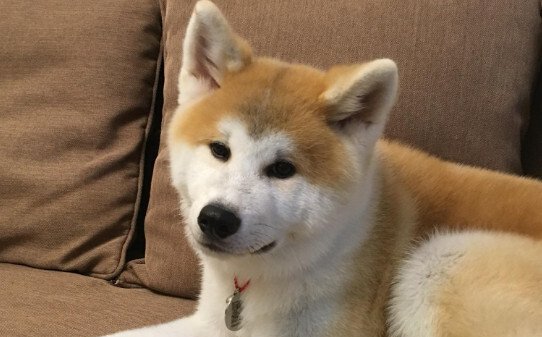 如何区分柴犬与秋田犬,日本柴犬与秋田犬区别